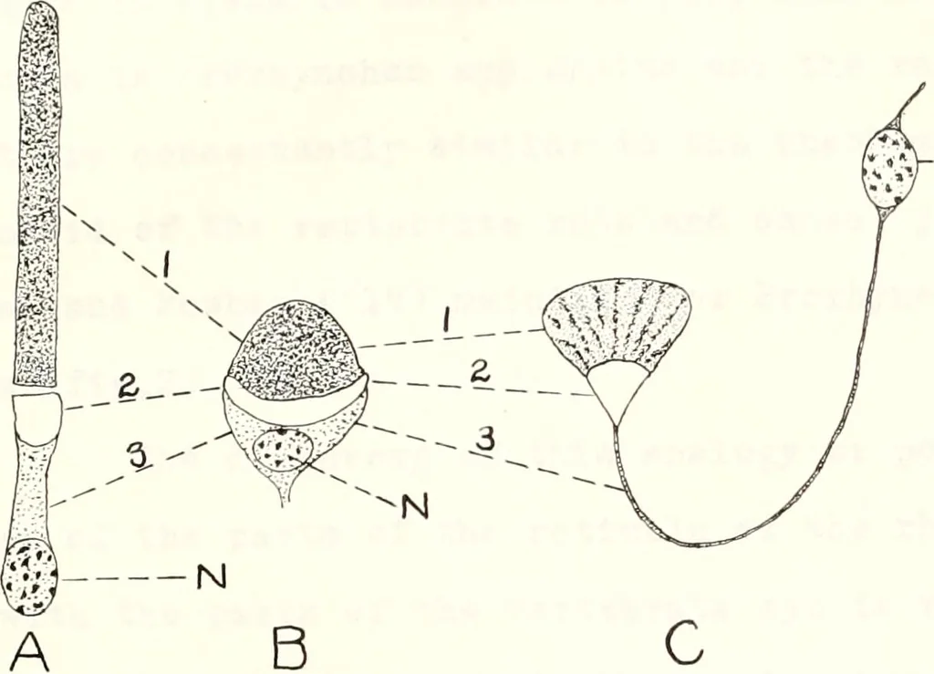 An illustration from Reactions to light in Planaria maculata with special reference to the function and structure of the eyes, 1918, leaf 54