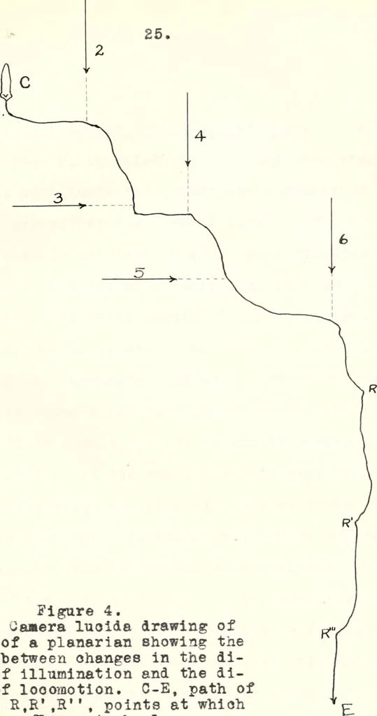 An illustration from Reactions to light in Planaria maculata with special reference to the function and structure of the eyes, 1918, leaf 62