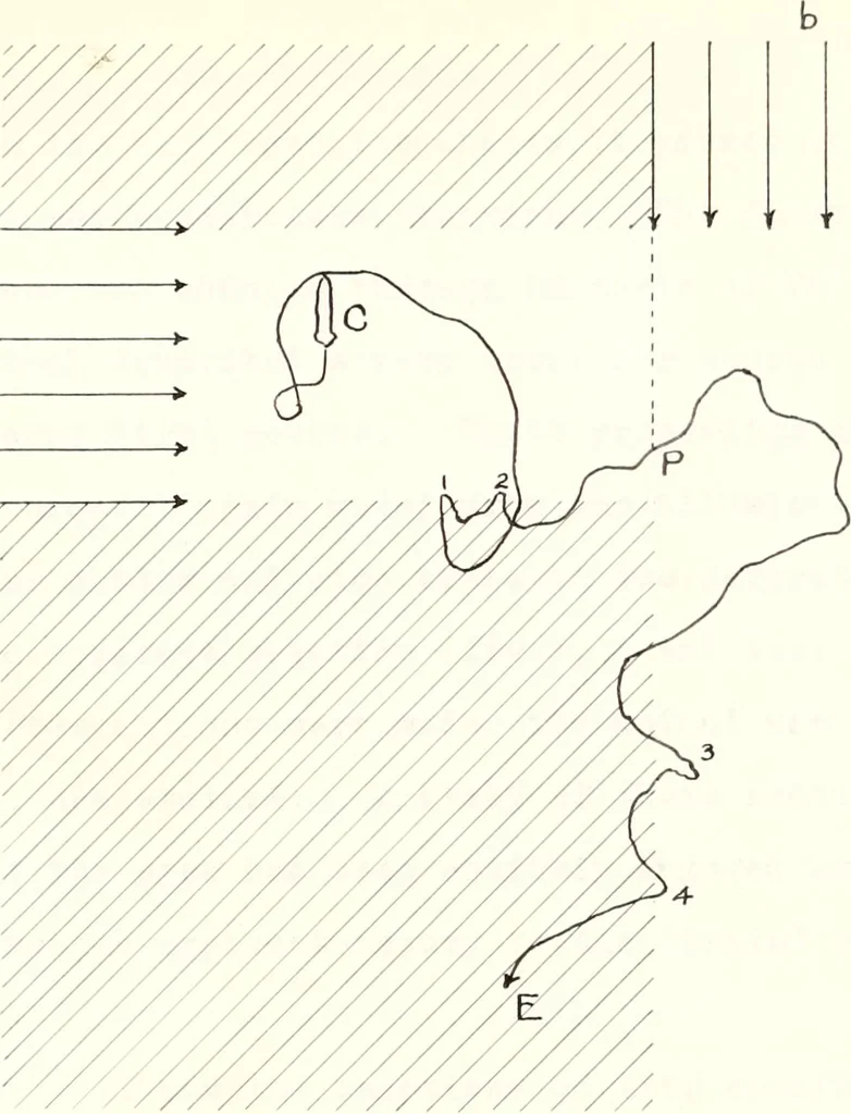 An illustration from Reactions to light in Planaria maculata with special reference to the function and structure of the eyes, 1918, leaf 94