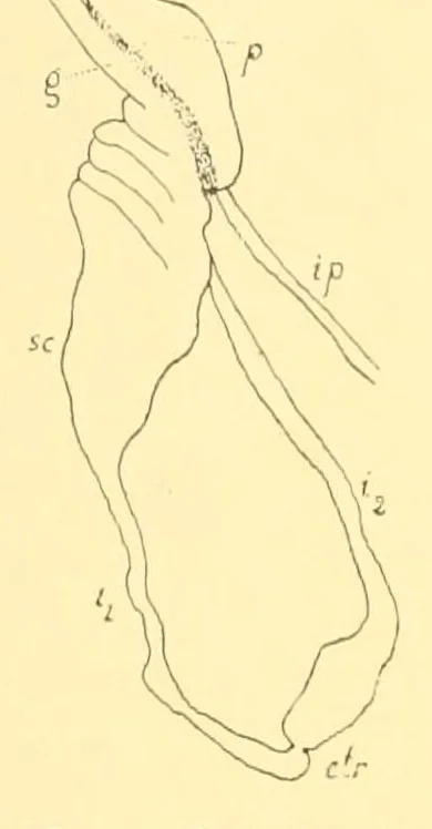 An illustration from Recherches d'anatomie et de physiologie comparées sur le tube digestif des Homoptères supérieurs, 1912, leaf 20