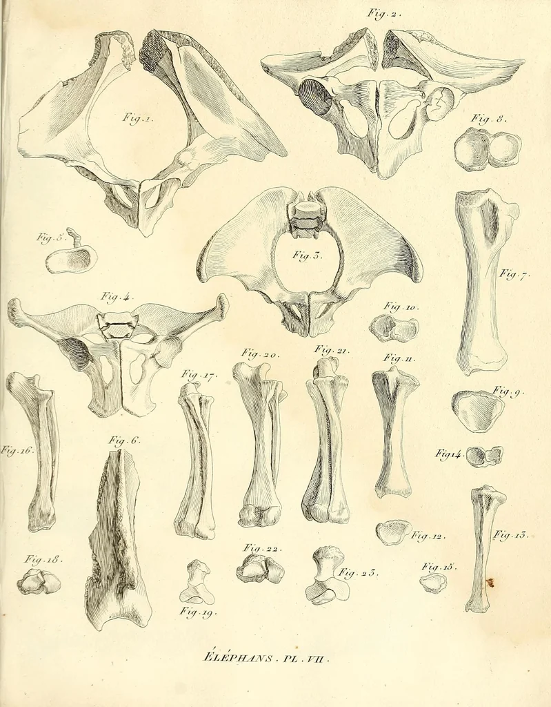 An illustration from Recherches sur les ossemens fossiles de quadrupèdes : où l'on rétablit les caractères de plusieurs espèces d'animaux que les révolutions du globe paroissent avoir détruites, 1812, leaf 369