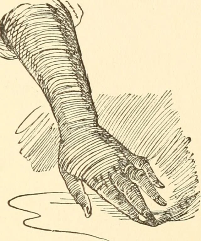 An illustration from Recollections of Auton House, 1909, leaf 84