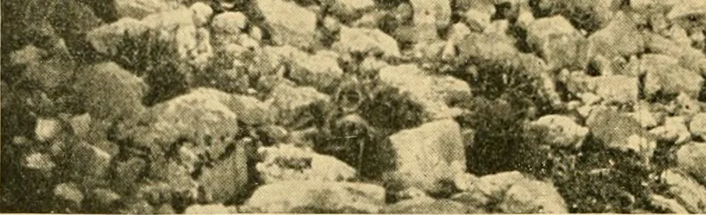 An illustration from Records of the past, 1904, leaf 237