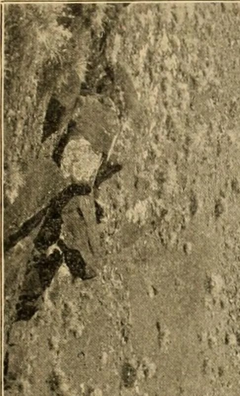 An illustration from Records of the past, 1904, leaf 26