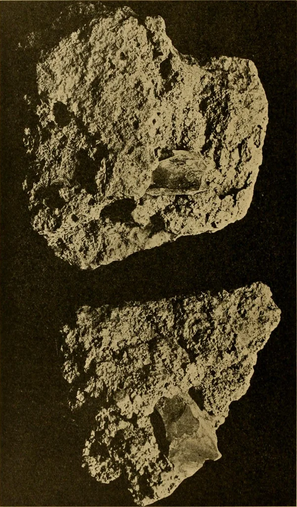 An illustration from Records of the past, 1904, leaf 361