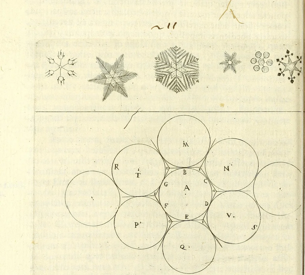 An illustration from Recreatio mentis, et oculi : in obseruatione animalium testaceorum curiosis naturæ inspectoribus Italico sermone prim um proposita, 1684, leaf 240