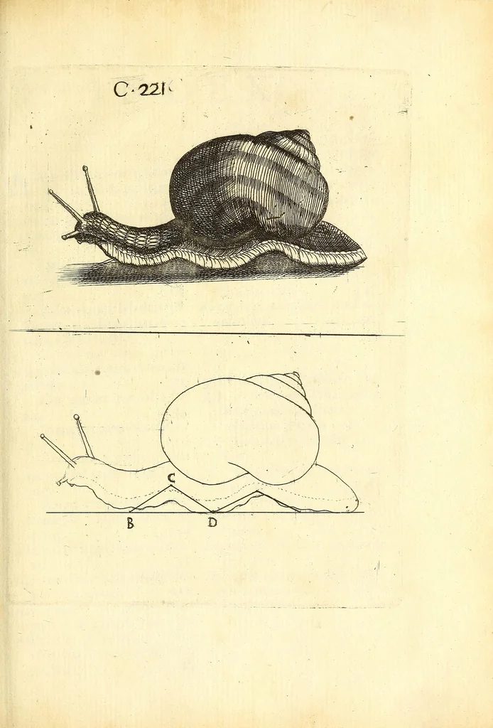 An illustration from Recreatio mentis, et oculi : in obseruatione animalium testaceorum curiosis naturæ inspectoribus Italico sermone prim um proposita, 1684, leaf 309