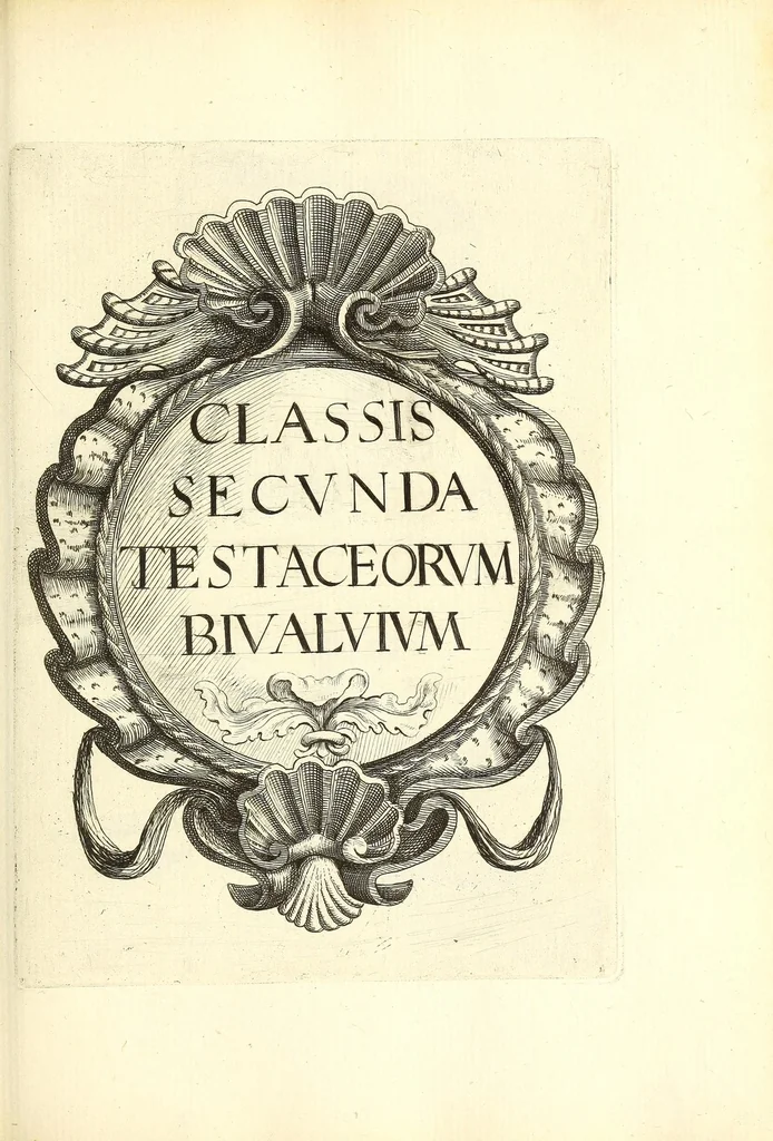 An illustration from Recreatio mentis, et oculi : in obseruatione animalium testaceorum curiosis naturæ inspectoribus Italico sermone prim um proposita, 1684, leaf 339