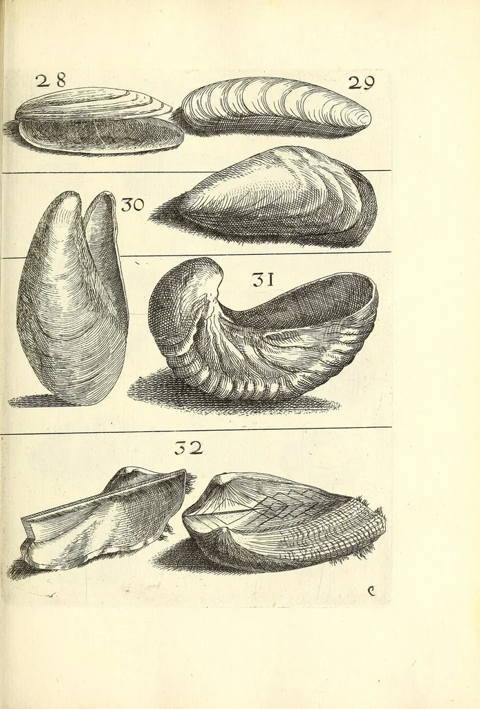 An illustration from Recreatio mentis, et oculi : in obseruatione animalium testaceorum curiosis naturæ inspectoribus Italico sermone prim um proposita, 1684, leaf 357