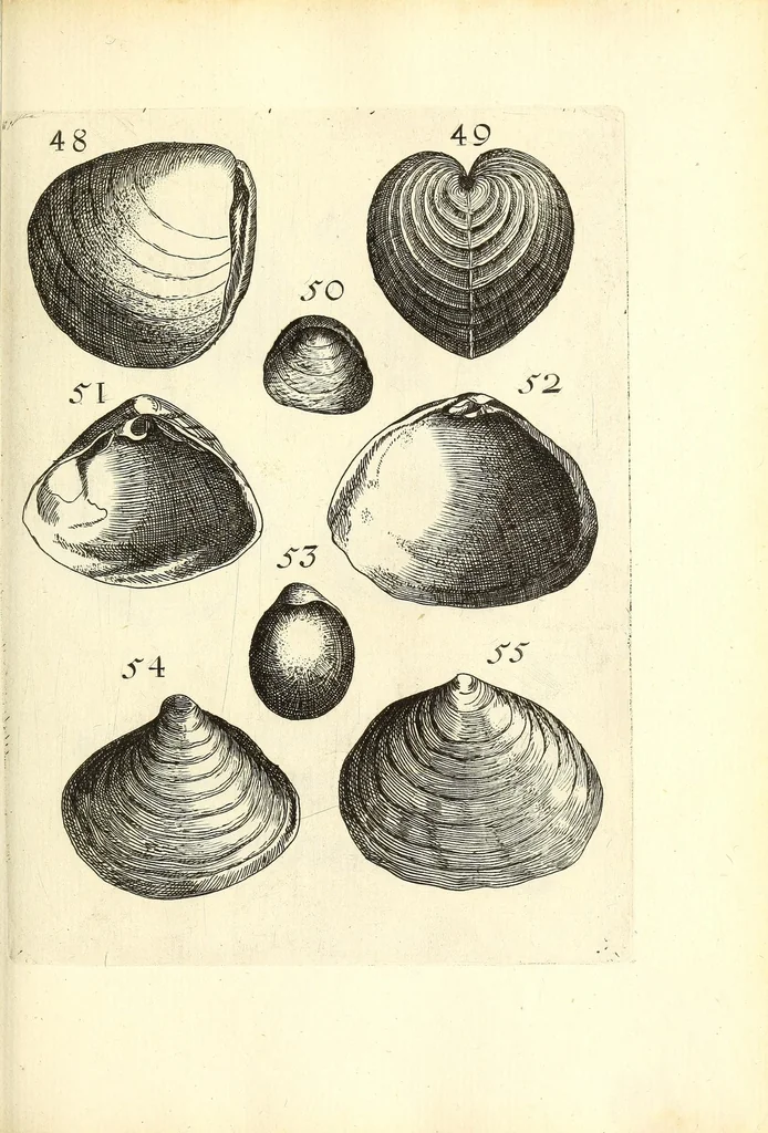 An illustration from Recreatio mentis, et oculi : in obseruatione animalium testaceorum curiosis naturæ inspectoribus Italico sermone prim um proposita, 1684, leaf 361
