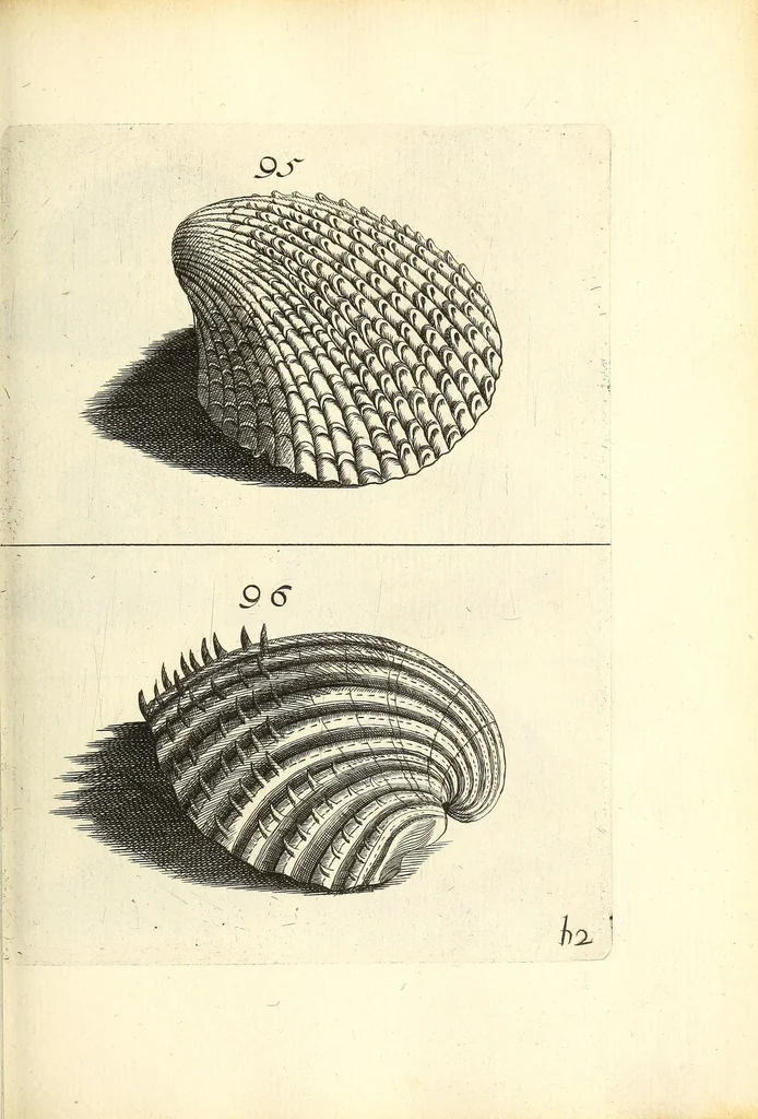 An illustration from Recreatio mentis, et oculi : in obseruatione animalium testaceorum curiosis naturæ inspectoribus Italico sermone prim um proposita, 1684, leaf 383
