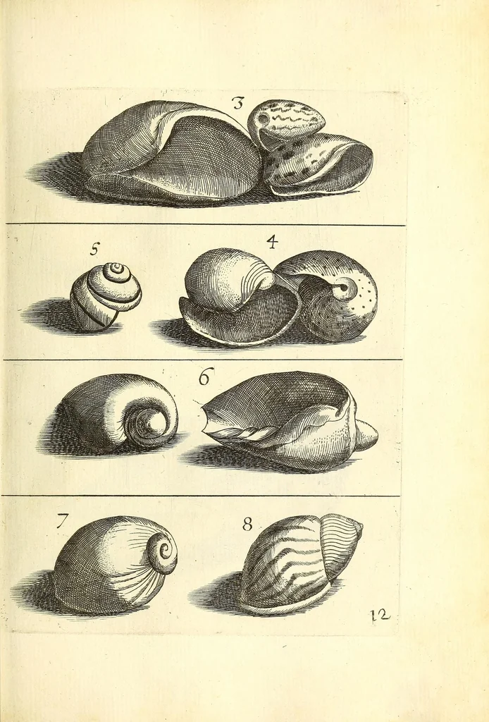 An illustration from Recreatio mentis, et oculi : in obseruatione animalium testaceorum curiosis naturæ inspectoribus Italico sermone prim um proposita, 1684, leaf 391