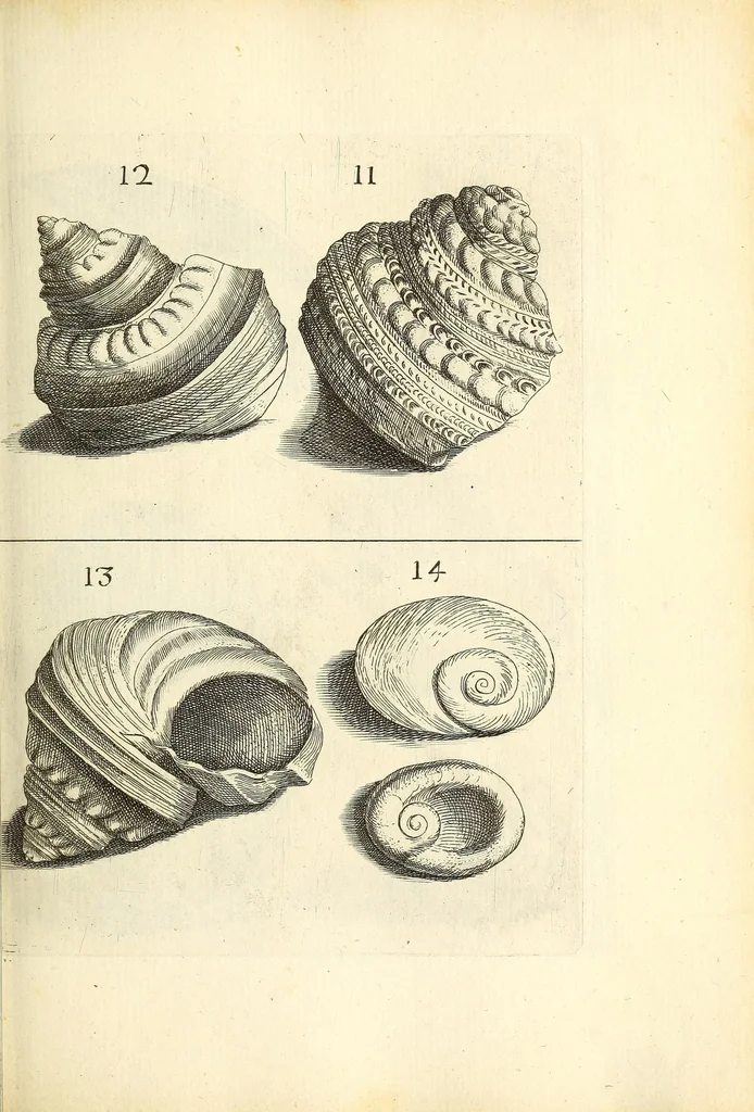 An illustration from Recreatio mentis, et oculi : in obseruatione animalium testaceorum curiosis naturæ inspectoribus Italico sermone prim um proposita, 1684, leaf 395