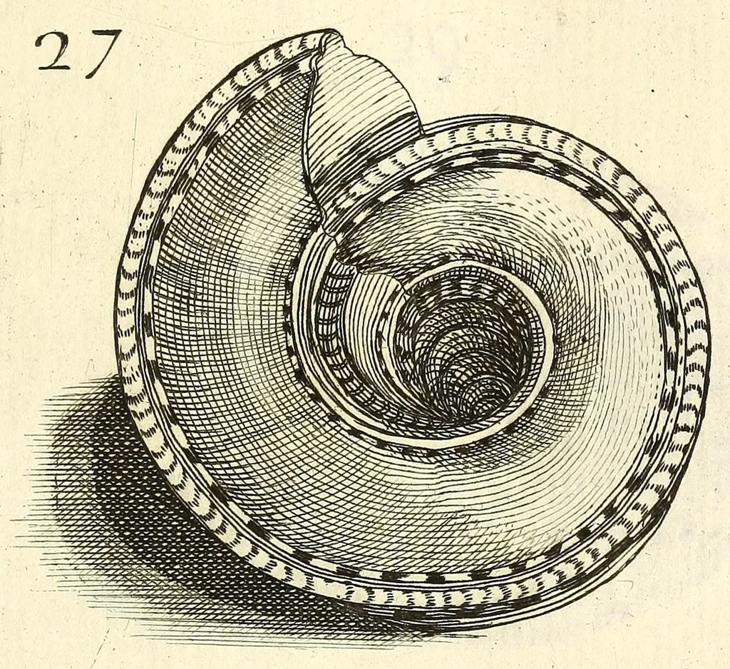 An illustration from Recreatio mentis, et oculi : in obseruatione animalium testaceorum curiosis naturæ inspectoribus Italico sermone prim um proposita, 1684, leaf 403