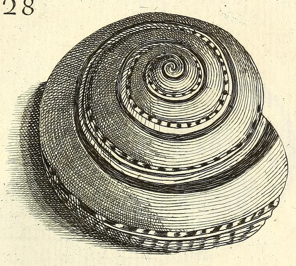 An illustration from Recreatio mentis, et oculi : in obseruatione animalium testaceorum curiosis naturæ inspectoribus Italico sermone prim um proposita, 1684, leaf 403