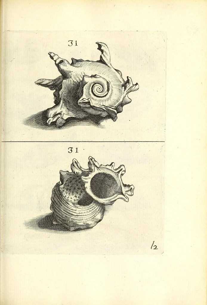 An illustration from Recreatio mentis, et oculi : in obseruatione animalium testaceorum curiosis naturæ inspectoribus Italico sermone prim um proposita, 1684, leaf 407