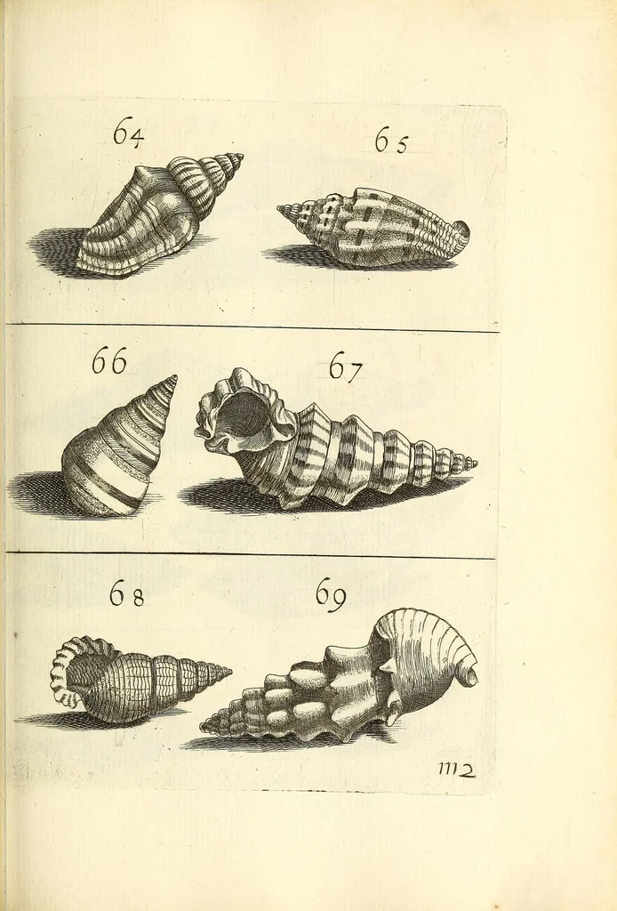 An illustration from Recreatio mentis, et oculi : in obseruatione animalium testaceorum curiosis naturæ inspectoribus Italico sermone prim um proposita, 1684, leaf 415