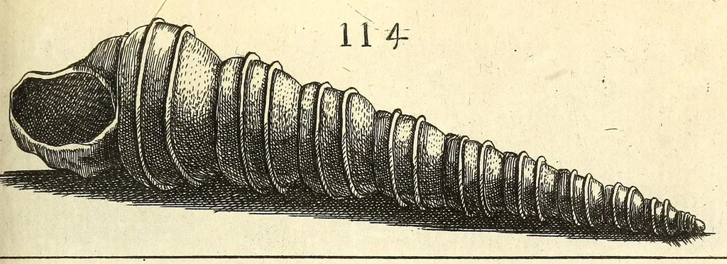 An illustration from Recreatio mentis, et oculi : in obseruatione animalium testaceorum curiosis naturæ inspectoribus Italico sermone prim um proposita, 1684, leaf 433