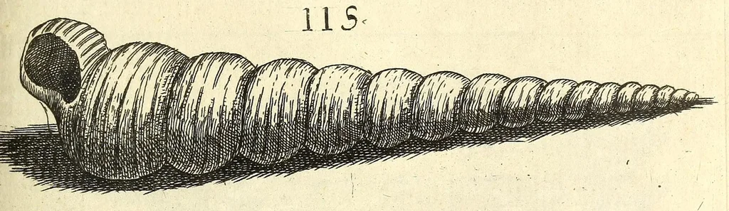 An illustration from Recreatio mentis, et oculi : in obseruatione animalium testaceorum curiosis naturæ inspectoribus Italico sermone prim um proposita, 1684, leaf 433