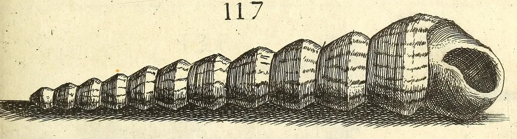 An illustration from Recreatio mentis, et oculi : in obseruatione animalium testaceorum curiosis naturæ inspectoribus Italico sermone prim um proposita, 1684, leaf 433