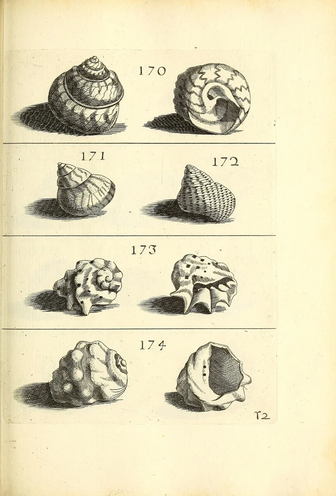 An illustration from Recreatio mentis, et oculi : in obseruatione animalium testaceorum curiosis naturæ inspectoribus Italico sermone prim um proposita, 1684, leaf 455