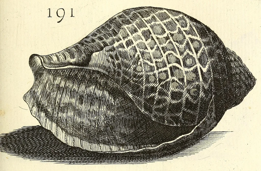 An illustration from Recreatio mentis, et oculi : in obseruatione animalium testaceorum curiosis naturæ inspectoribus Italico sermone prim um proposita, 1684, leaf 467