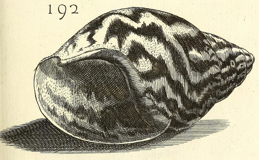 An illustration from Recreatio mentis, et oculi : in obseruatione animalium testaceorum curiosis naturæ inspectoribus Italico sermone prim um proposita, 1684, leaf 467