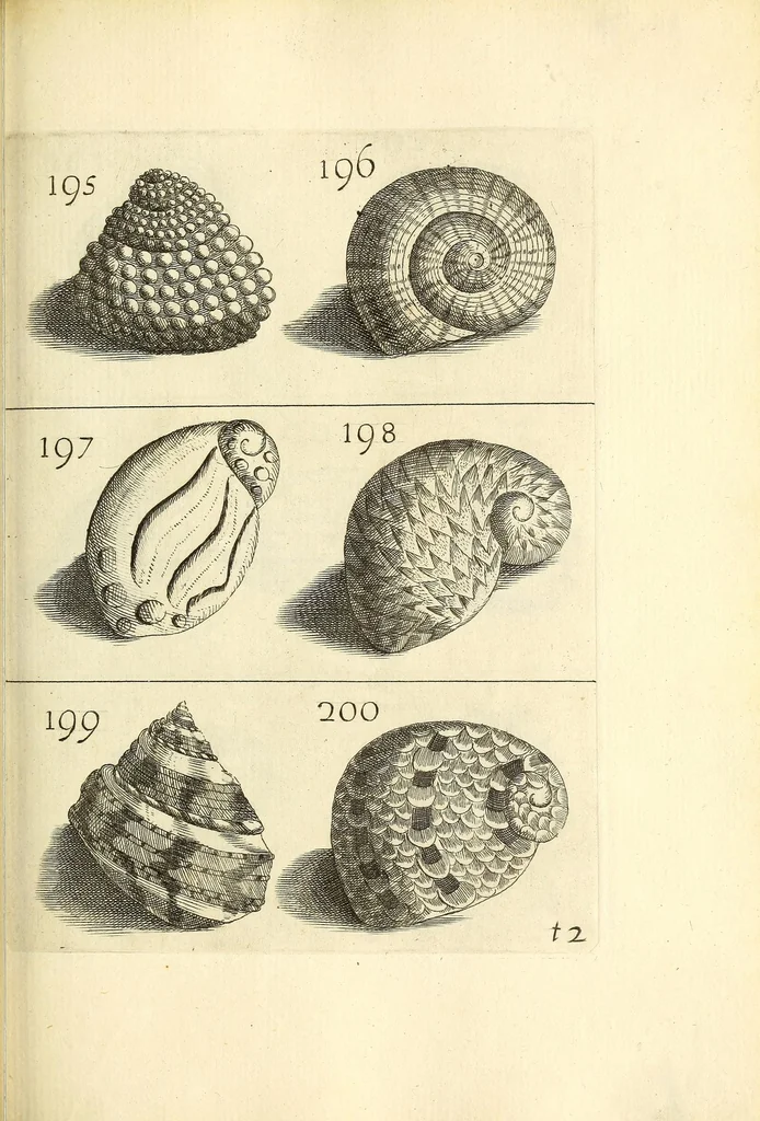 An illustration from Recreatio mentis, et oculi : in obseruatione animalium testaceorum curiosis naturæ inspectoribus Italico sermone prim um proposita, 1684, leaf 471
