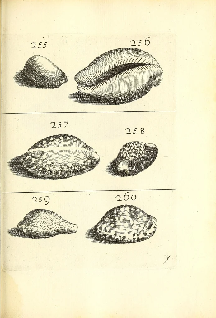 An illustration from Recreatio mentis, et oculi : in obseruatione animalium testaceorum curiosis naturæ inspectoribus Italico sermone prim um proposita, 1684, leaf 493
