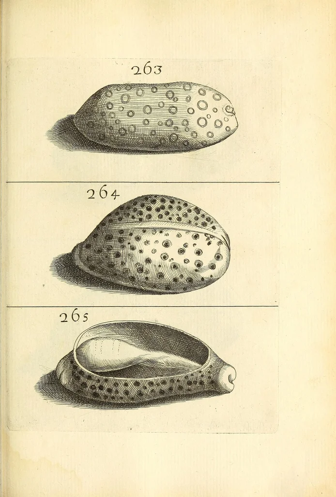 An illustration from Recreatio mentis, et oculi : in obseruatione animalium testaceorum curiosis naturæ inspectoribus Italico sermone prim um proposita, 1684, leaf 497