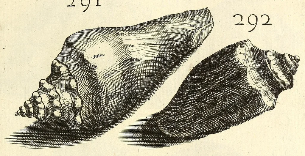 An illustration from Recreatio mentis, et oculi : in obseruatione animalium testaceorum curiosis naturæ inspectoribus Italico sermone prim um proposita, 1684, leaf 521