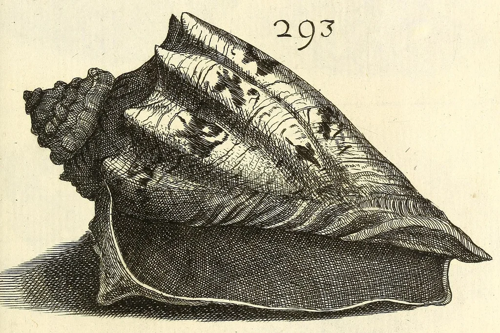 An illustration from Recreatio mentis, et oculi : in obseruatione animalium testaceorum curiosis naturæ inspectoribus Italico sermone prim um proposita, 1684, leaf 521