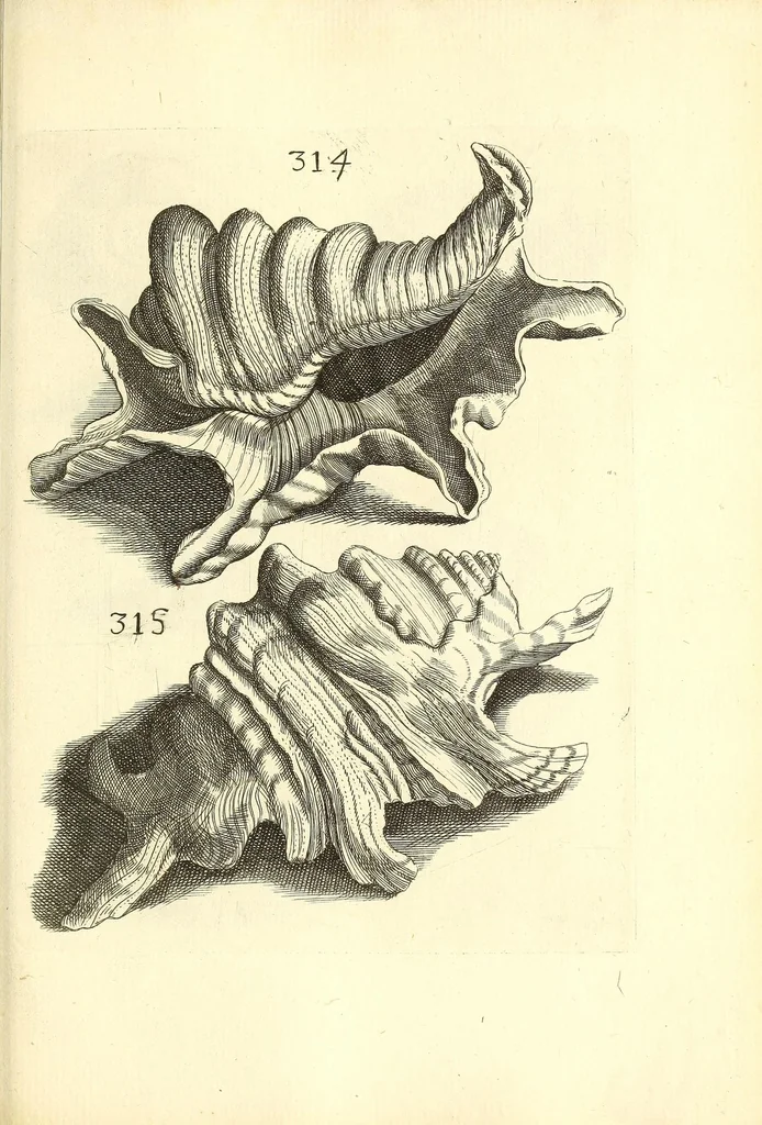 An illustration from Recreatio mentis, et oculi : in obseruatione animalium testaceorum curiosis naturæ inspectoribus Italico sermone prim um proposita, 1684, leaf 539