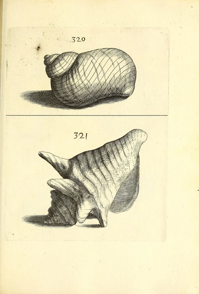 An illustration from Recreatio mentis, et oculi : in obseruatione animalium testaceorum curiosis naturæ inspectoribus Italico sermone prim um proposita, 1684, leaf 543
