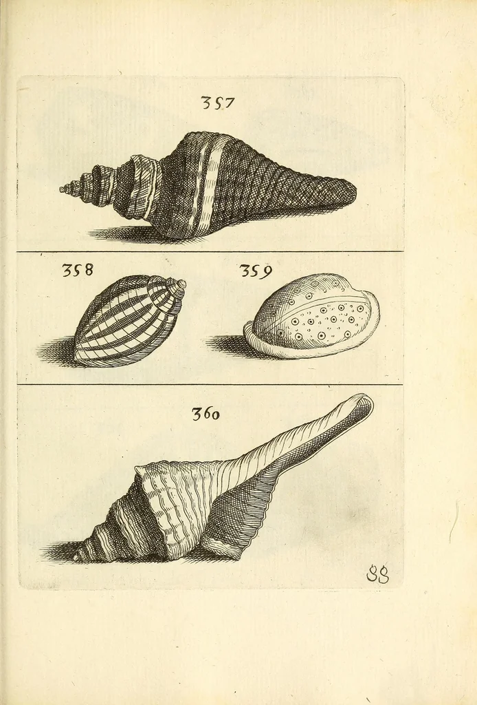 An illustration from Recreatio mentis, et oculi : in obseruatione animalium testaceorum curiosis naturæ inspectoribus Italico sermone prim um proposita, 1684, leaf 561