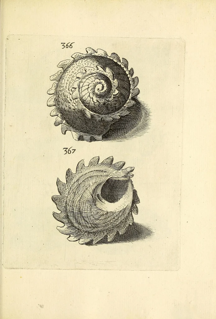 An illustration from Recreatio mentis, et oculi : in obseruatione animalium testaceorum curiosis naturæ inspectoribus Italico sermone prim um proposita, 1684, leaf 565