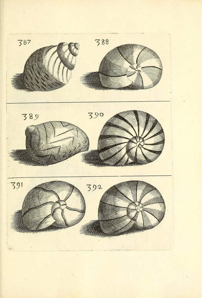 An illustration from Recreatio mentis, et oculi : in obseruatione animalium testaceorum curiosis naturæ inspectoribus Italico sermone prim um proposita, 1684, leaf 575