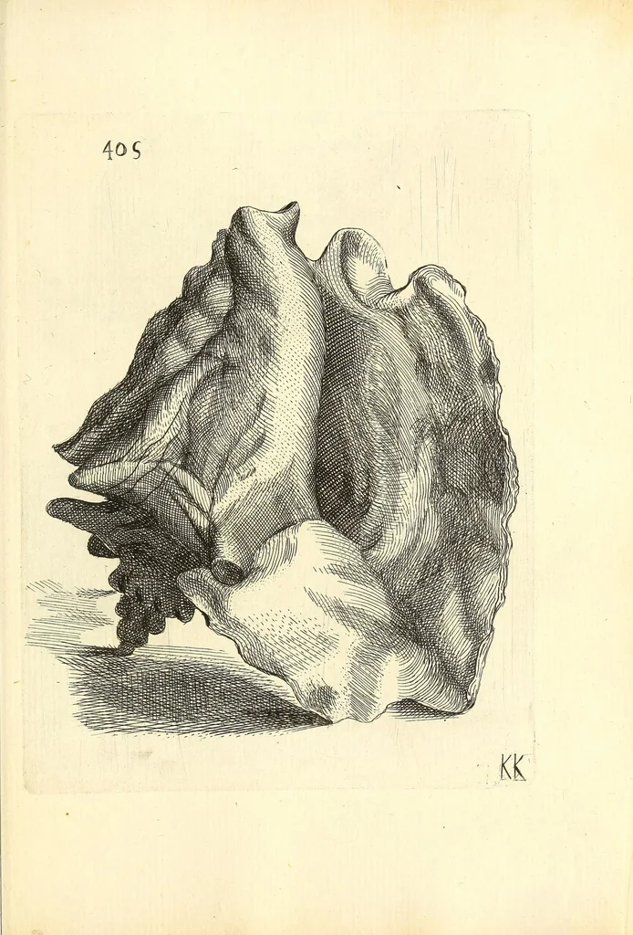 An illustration from Recreatio mentis, et oculi : in obseruatione animalium testaceorum curiosis naturæ inspectoribus Italico sermone prim um proposita, 1684, leaf 585