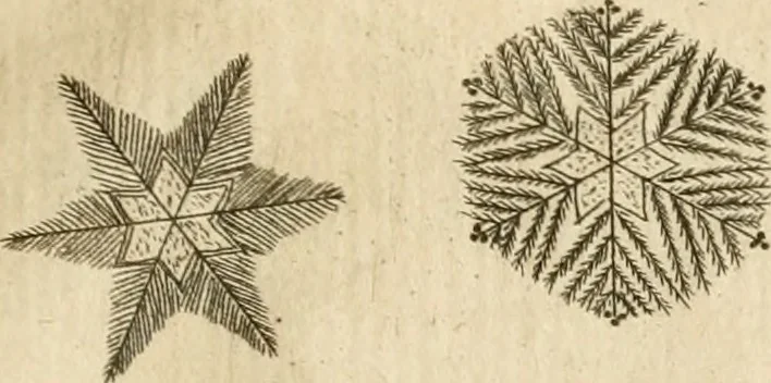 An illustration from Recreatio mentis, et oculi in observatione animalium testaceorum Italico sermone primum proposita ... nunc ... Latine oblata centum additis testaceorum iconibus .., 1684, leaf 237