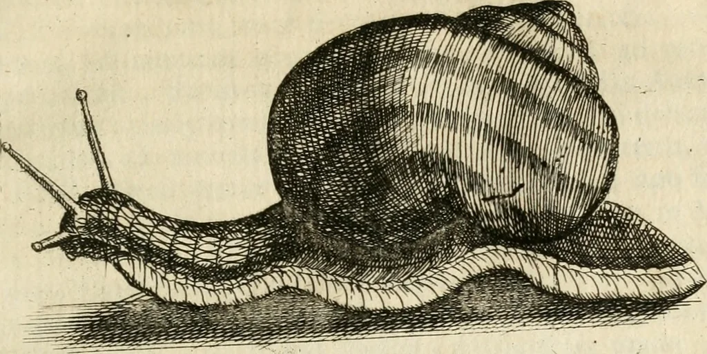 An illustration from Recreatio mentis, et oculi in observatione animalium testaceorum Italico sermone primum proposita ... nunc ... Latine oblata centum additis testaceorum iconibus .., 1684, leaf 248