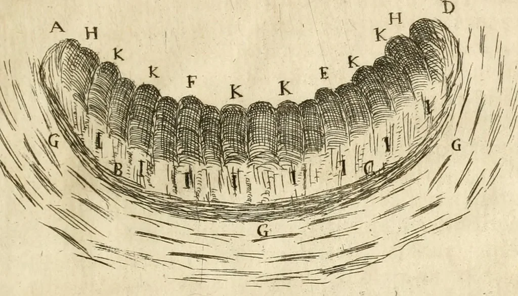 An illustration from Recreatio mentis, et oculi in observatione animalium testaceorum Italico sermone primum proposita ... nunc ... Latine oblata centum additis testaceorum iconibus .., 1684, leaf 258
