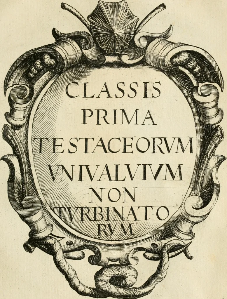 An illustration from Recreatio mentis, et oculi in observatione animalium testaceorum Italico sermone primum proposita ... nunc ... Latine oblata centum additis testaceorum iconibus .., 1684, leaf 315