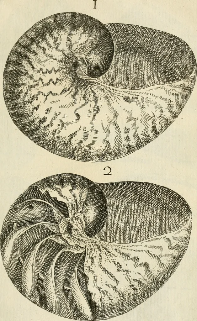 An illustration from Recreatio mentis, et oculi in observatione animalium testaceorum Italico sermone primum proposita ... nunc ... Latine oblata centum additis testaceorum iconibus .., 1684, leaf 317