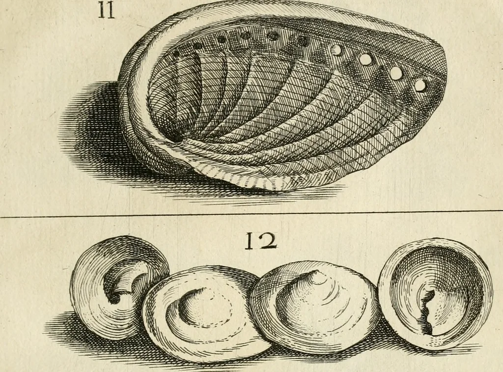 An illustration from Recreatio mentis, et oculi in observatione animalium testaceorum Italico sermone primum proposita ... nunc ... Latine oblata centum additis testaceorum iconibus .., 1684, leaf 321