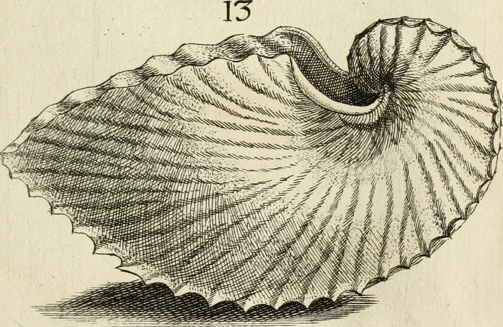 An illustration from Recreatio mentis, et oculi in observatione animalium testaceorum Italico sermone primum proposita ... nunc ... Latine oblata centum additis testaceorum iconibus .., 1684, leaf 321