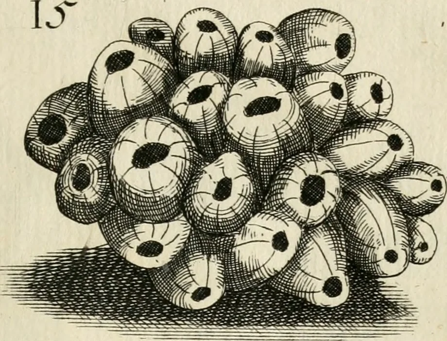 An illustration from Recreatio mentis, et oculi in observatione animalium testaceorum Italico sermone primum proposita ... nunc ... Latine oblata centum additis testaceorum iconibus .., 1684, leaf 323