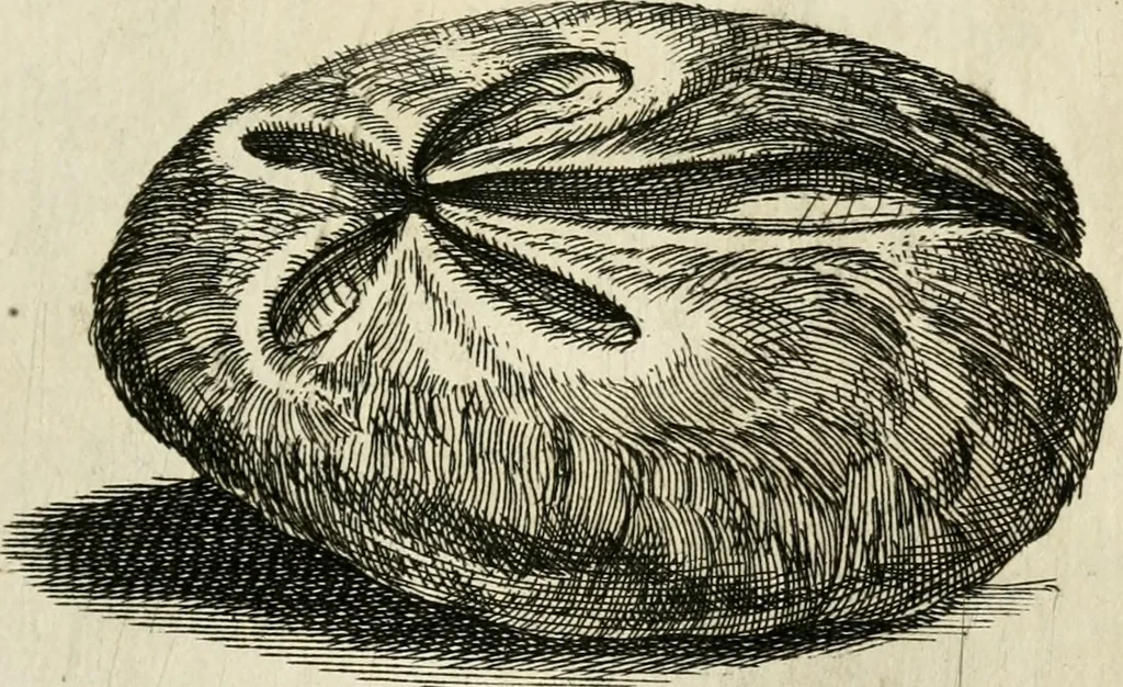 An illustration from Recreatio mentis, et oculi in observatione animalium testaceorum Italico sermone primum proposita ... nunc ... Latine oblata centum additis testaceorum iconibus .., 1684, leaf 323