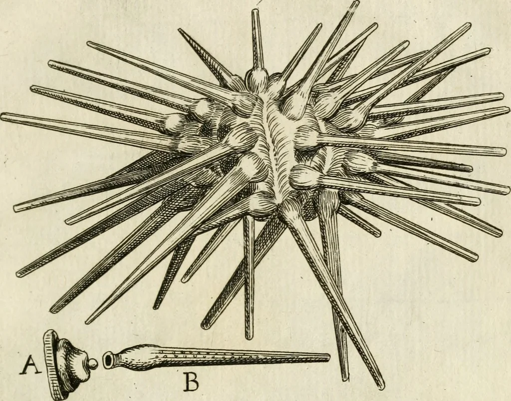 An illustration from Recreatio mentis, et oculi in observatione animalium testaceorum Italico sermone primum proposita ... nunc ... Latine oblata centum additis testaceorum iconibus .., 1684, leaf 325