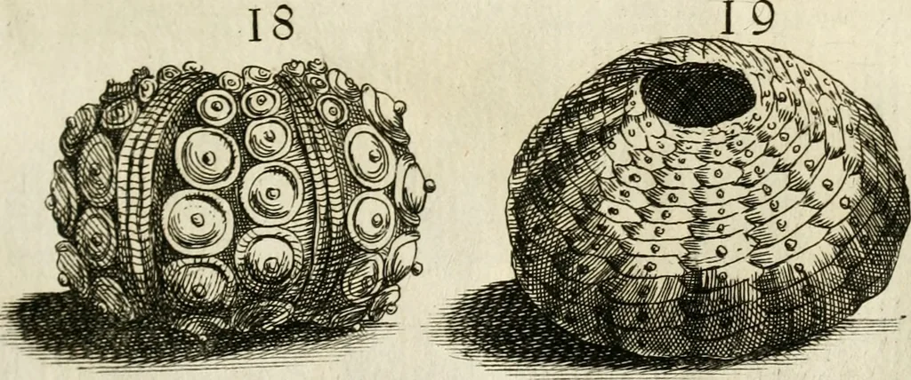An illustration from Recreatio mentis, et oculi in observatione animalium testaceorum Italico sermone primum proposita ... nunc ... Latine oblata centum additis testaceorum iconibus .., 1684, leaf 325