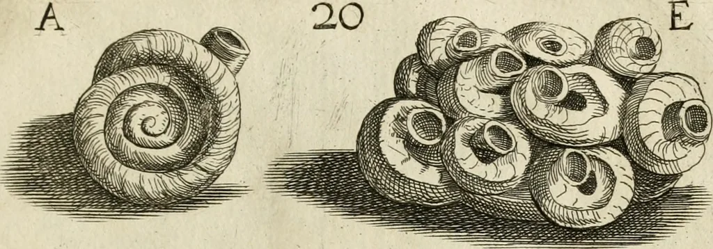 An illustration from Recreatio mentis, et oculi in observatione animalium testaceorum Italico sermone primum proposita ... nunc ... Latine oblata centum additis testaceorum iconibus .., 1684, leaf 327